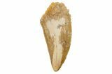 Serrated, Raptor Tooth - Real Dinosaur Tooth #233053-1